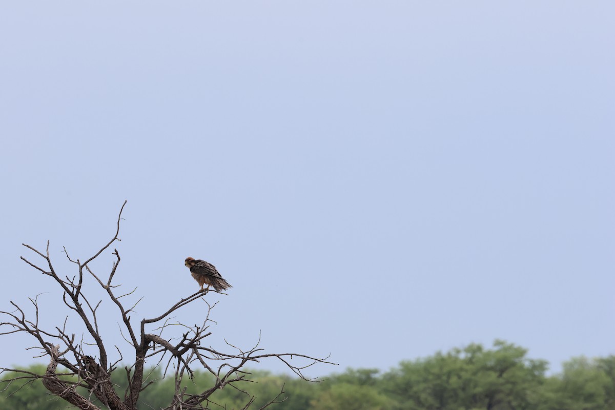 Lanner Falcon - ML626599452