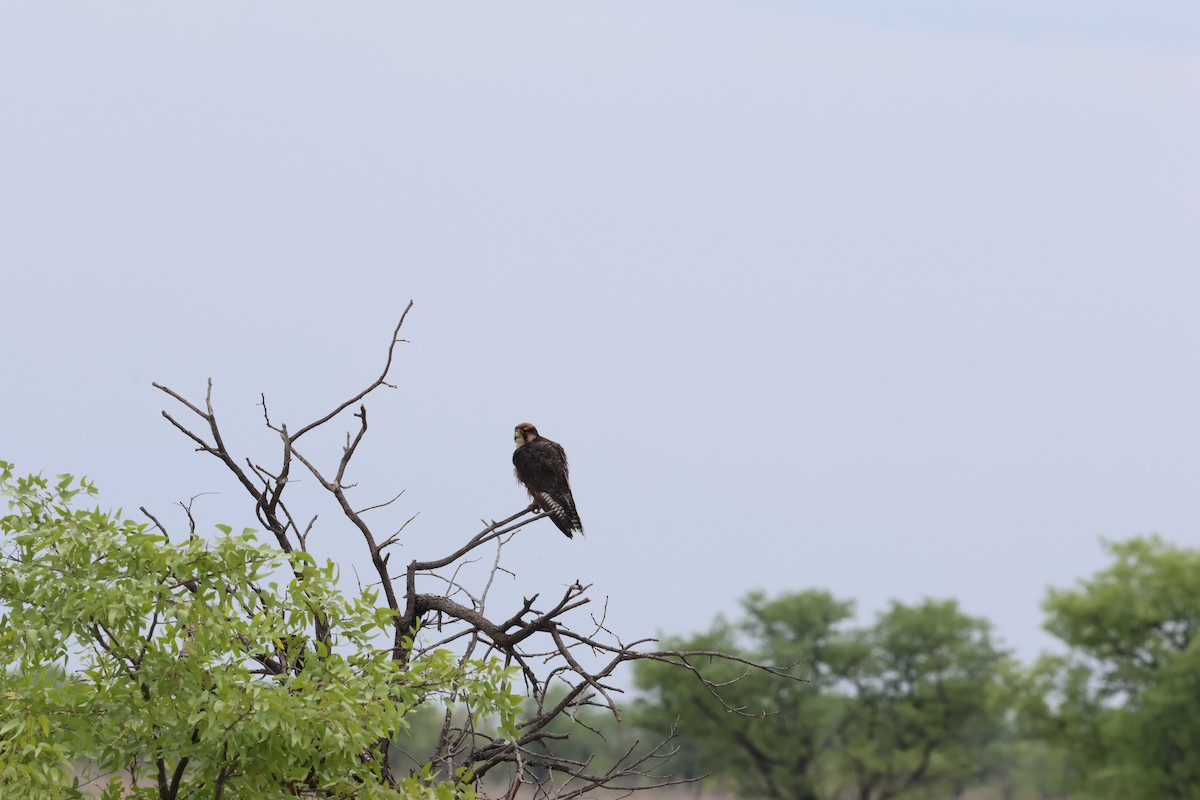 Lanner Falcon - ML626599453