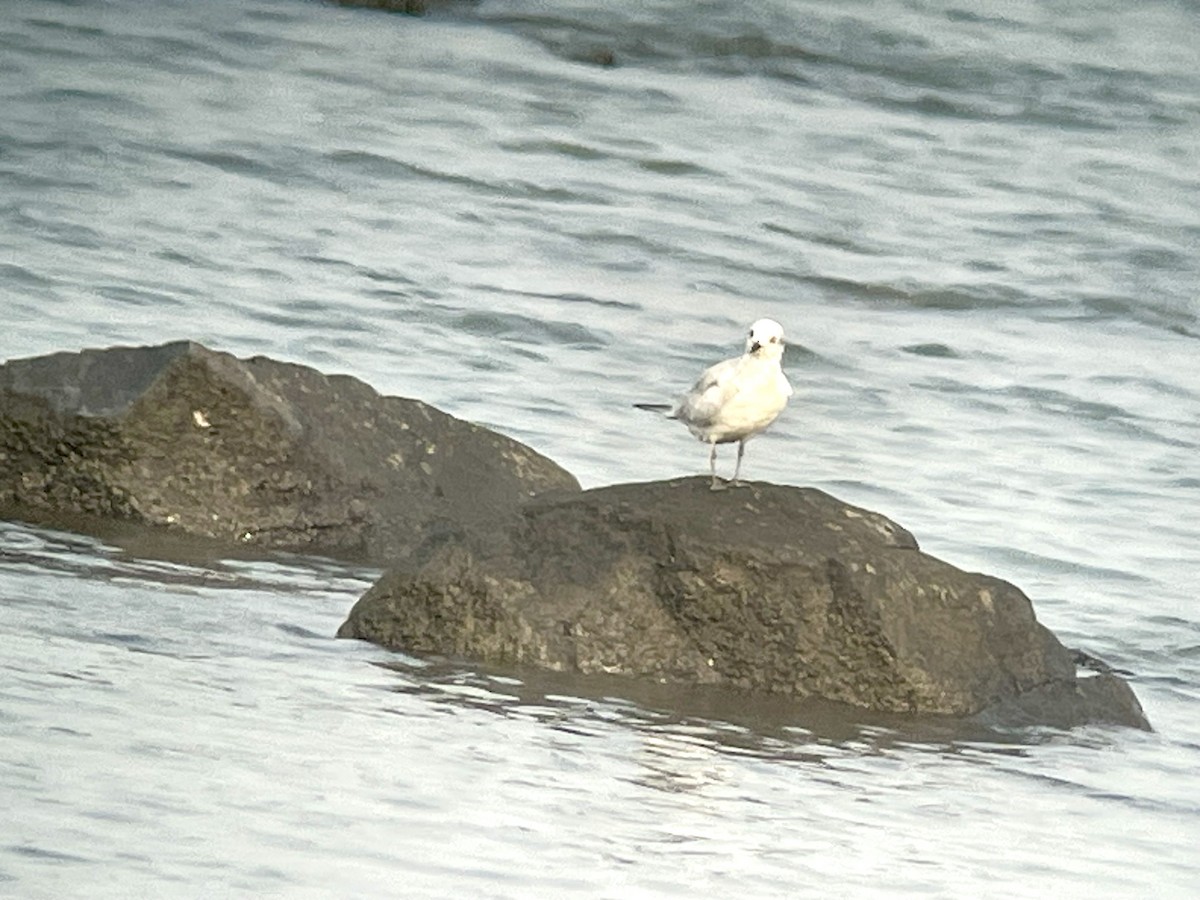 Gull-billed Tern - ML626599526