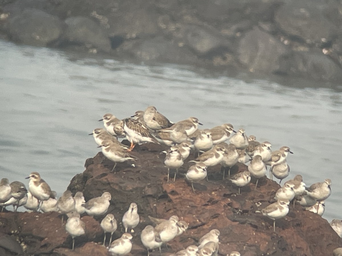 Greater Sand-Plover - ML626599528