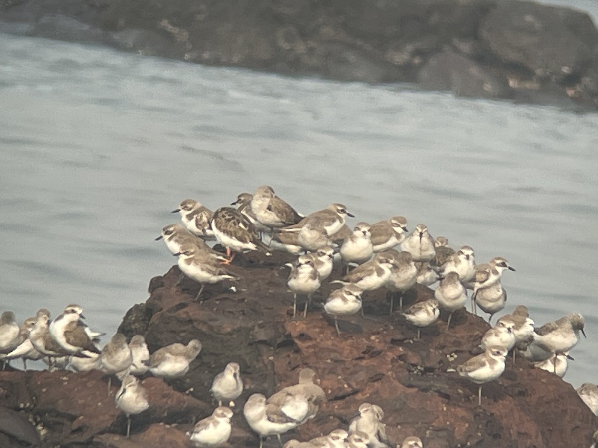 Greater Sand-Plover - ML626599529