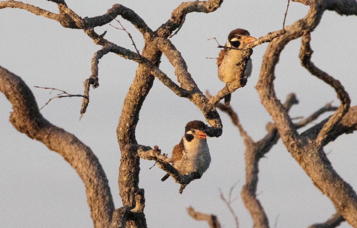 White-eared Puffbird - ML626599672