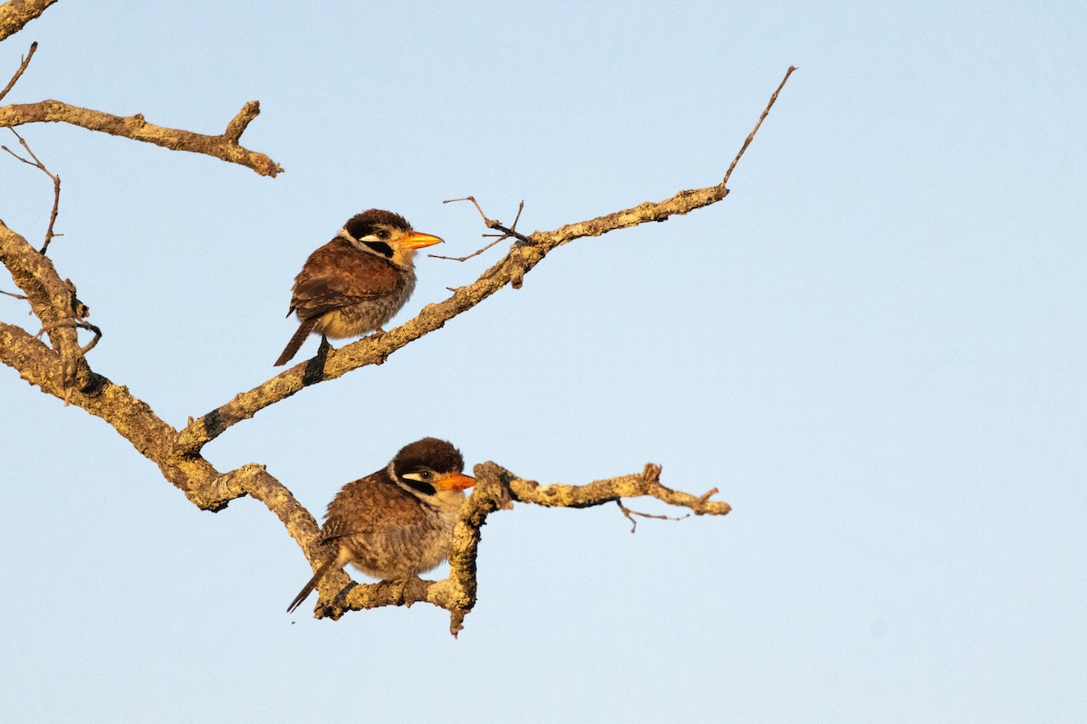 White-eared Puffbird - ML626599674