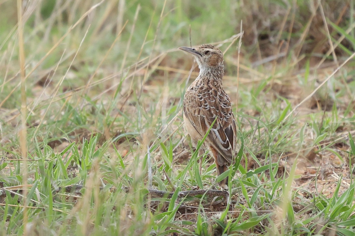 Spike-heeled Lark - ML626599712