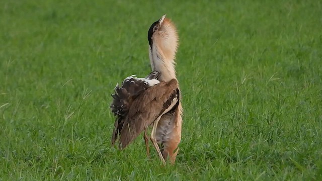 Australian Bustard - ML626599872