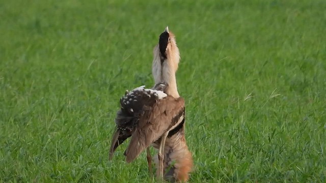 Australian Bustard - ML626599873