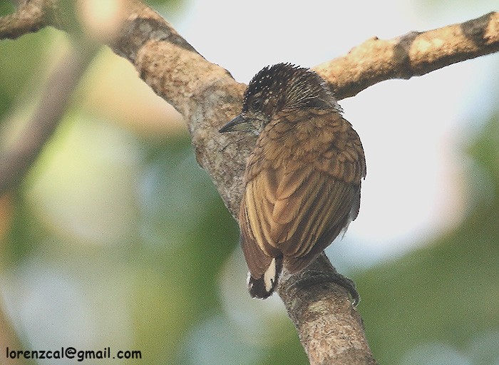 White-bellied Piculet - ML626600091