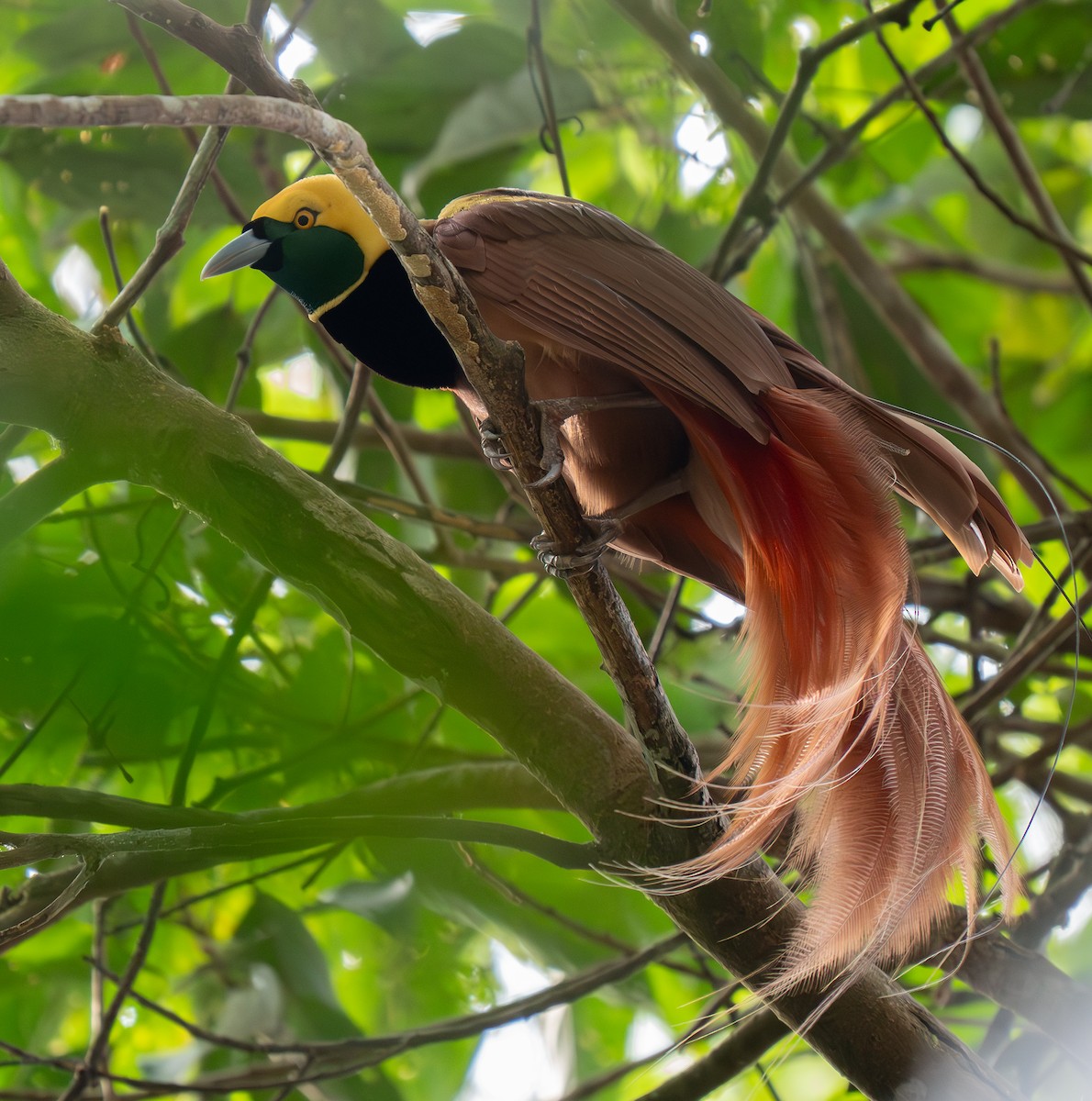 Raggiana Bird-of-Paradise - ML626600123