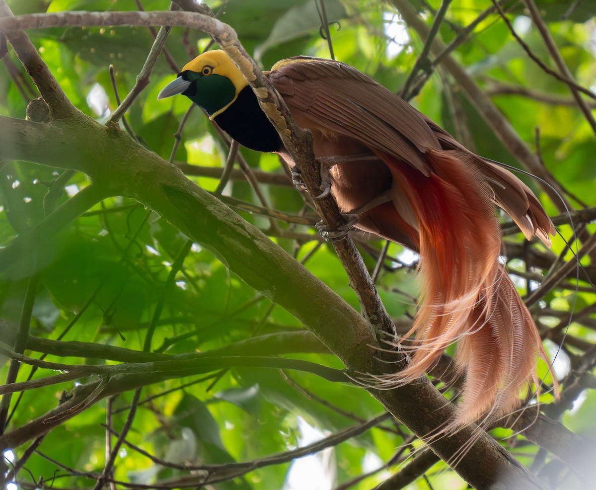 Raggiana Bird-of-Paradise - ML626600126