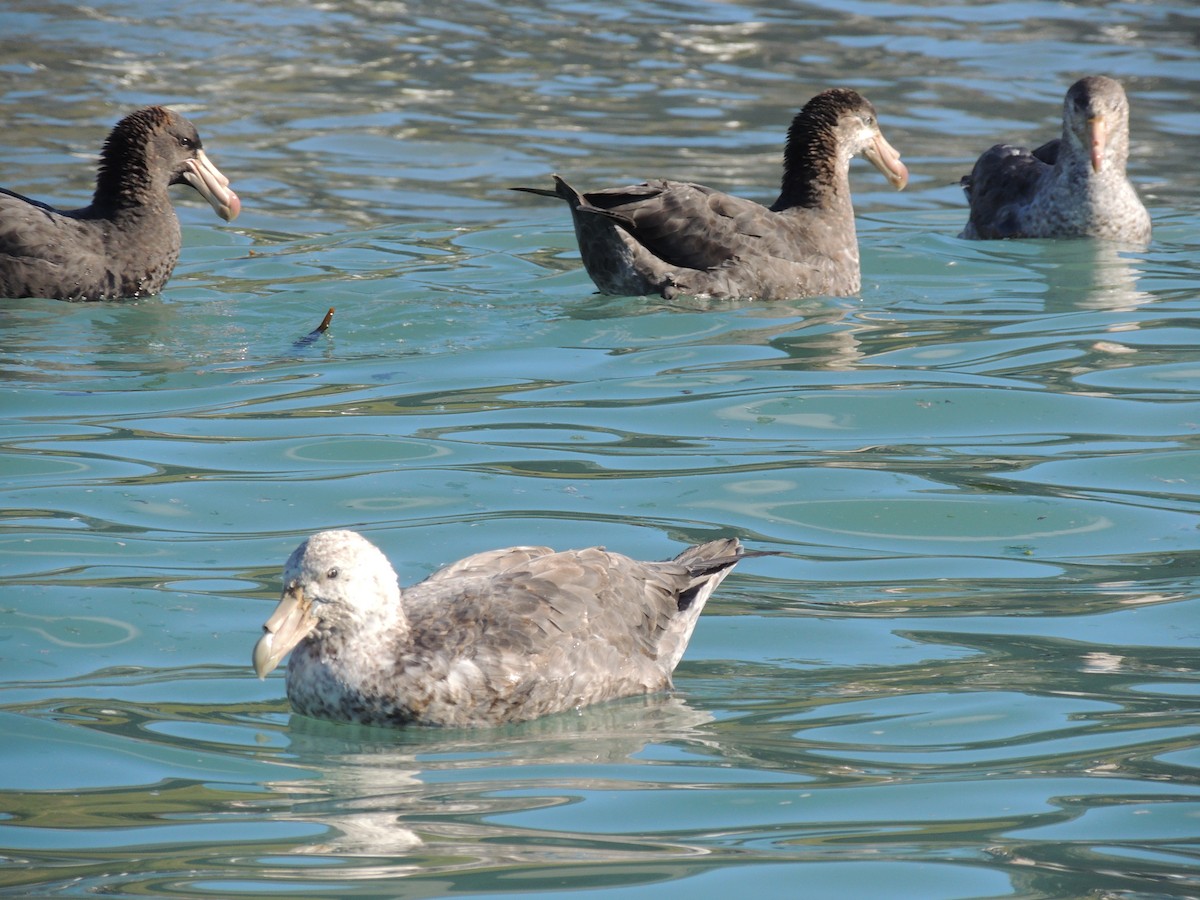 Southern Giant-Petrel - ML626600173