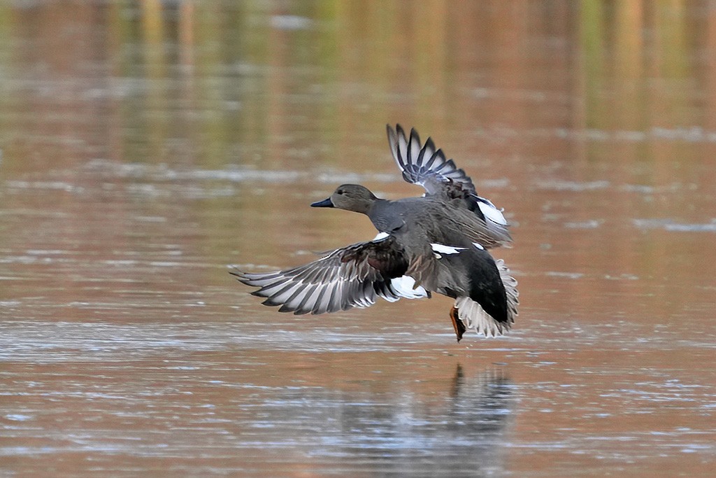 Gadwall - ML626600194