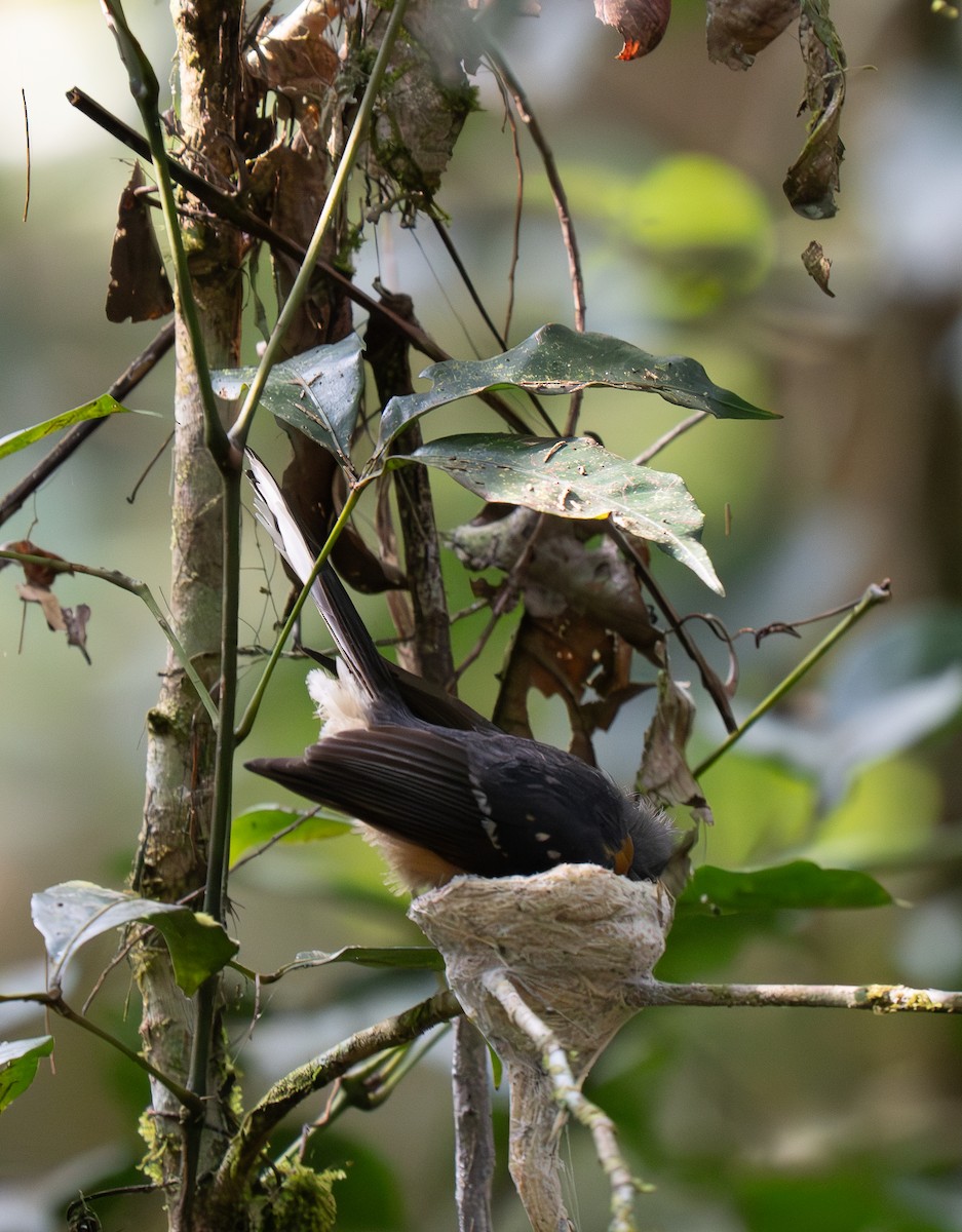 Chestnut-bellied Fantail - ML626600197