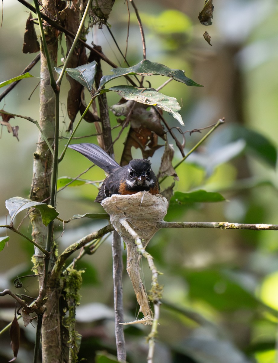 Chestnut-bellied Fantail - ML626600198