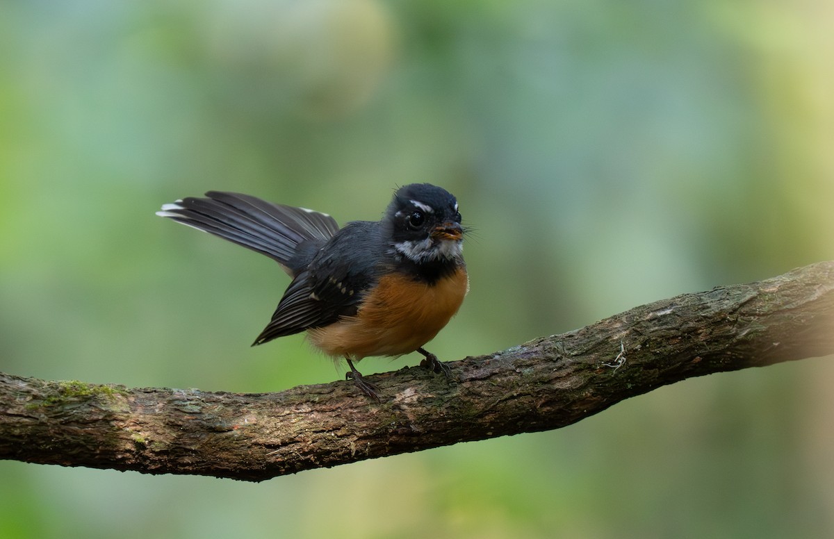 Chestnut-bellied Fantail - ML626600199