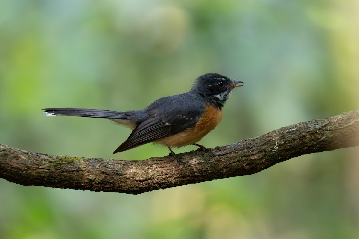 Chestnut-bellied Fantail - ML626600200
