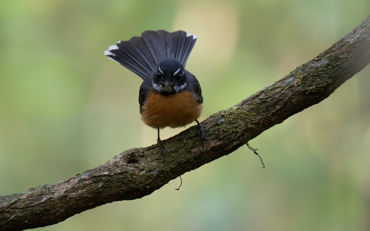 Chestnut-bellied Fantail - ML626600202