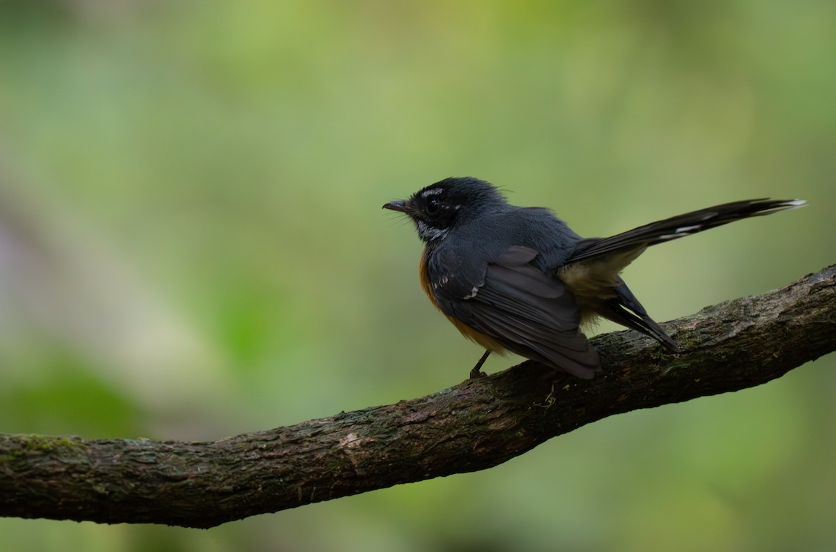 Chestnut-bellied Fantail - ML626600203