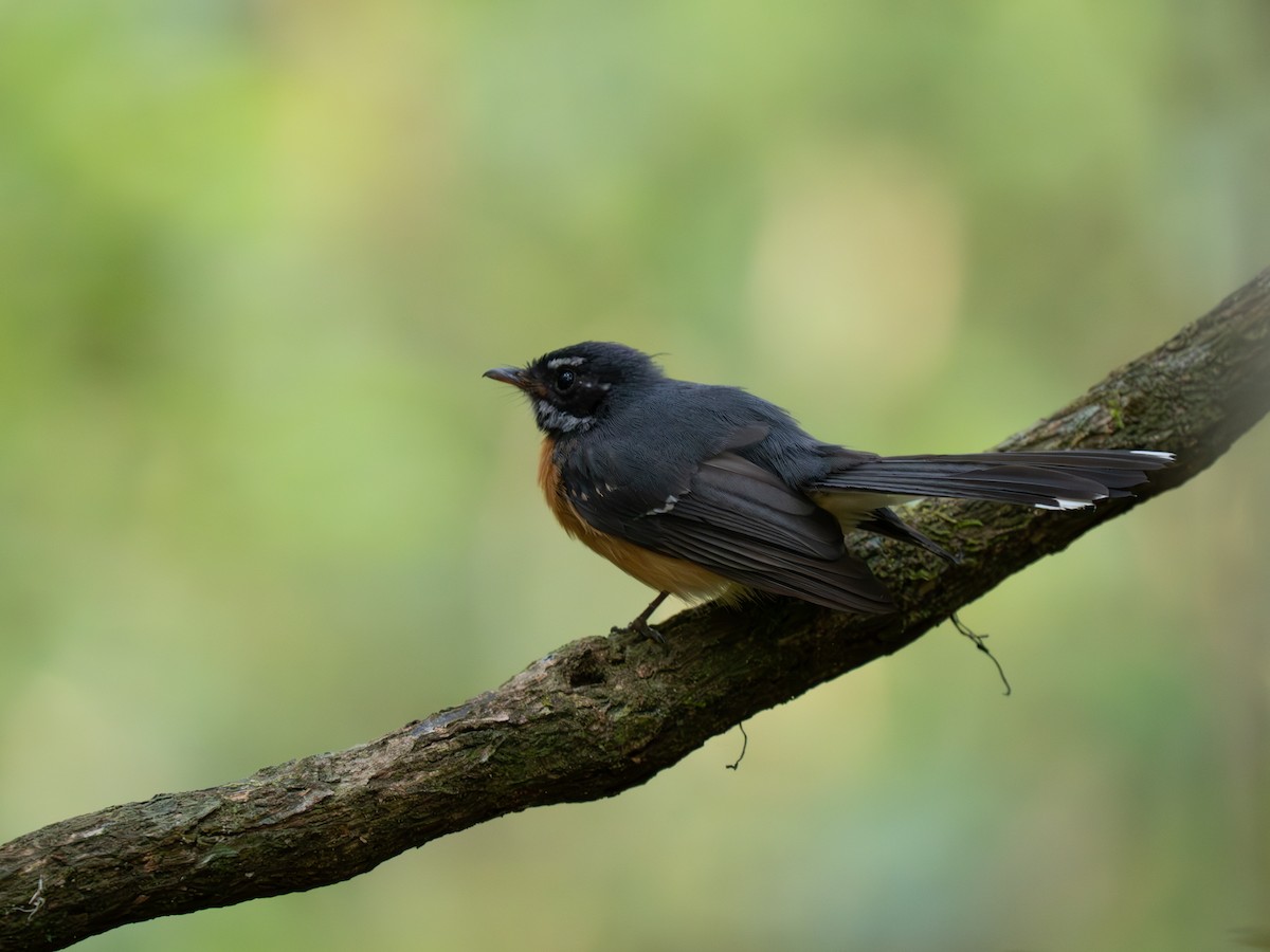Chestnut-bellied Fantail - ML626600204