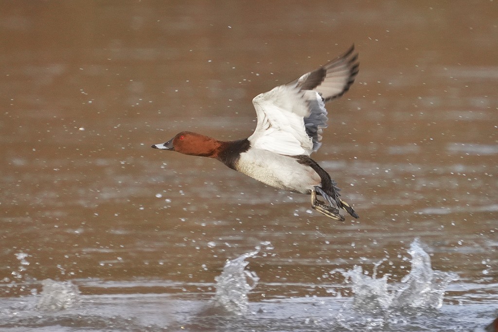 polák velký - ML626600207