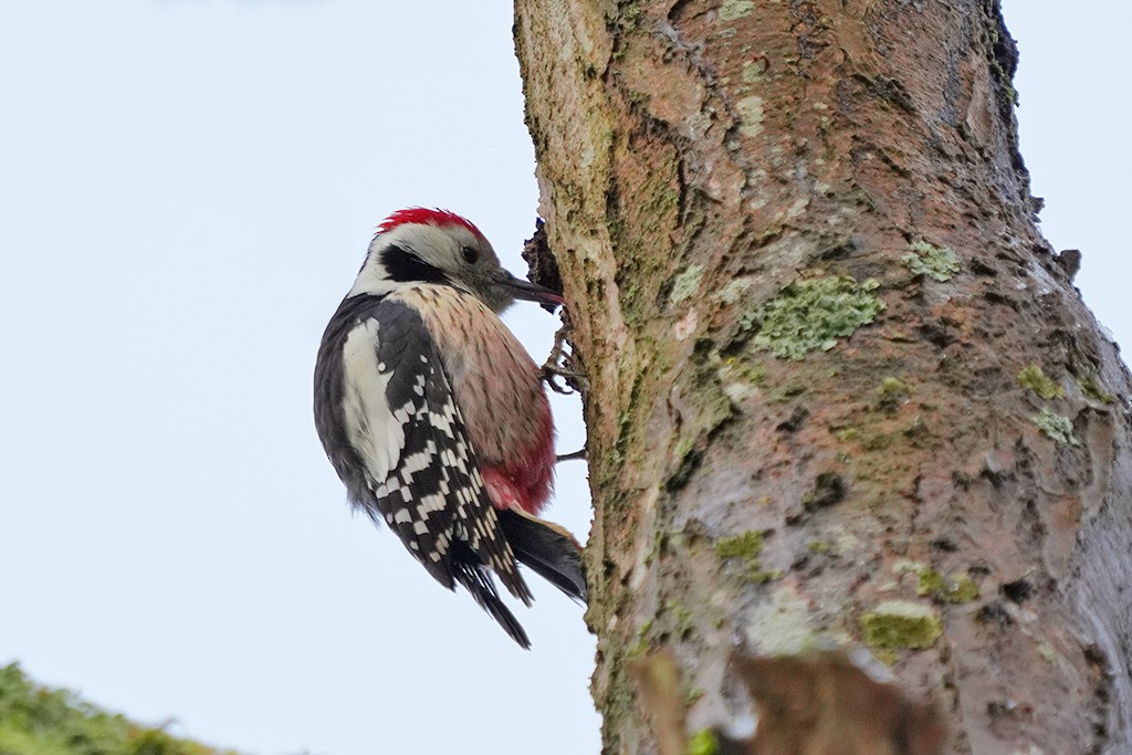 strakapoud prostřední - ML626600211