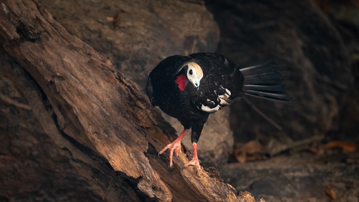 Red-throated Piping-Guan (White-crested) - ML626600228