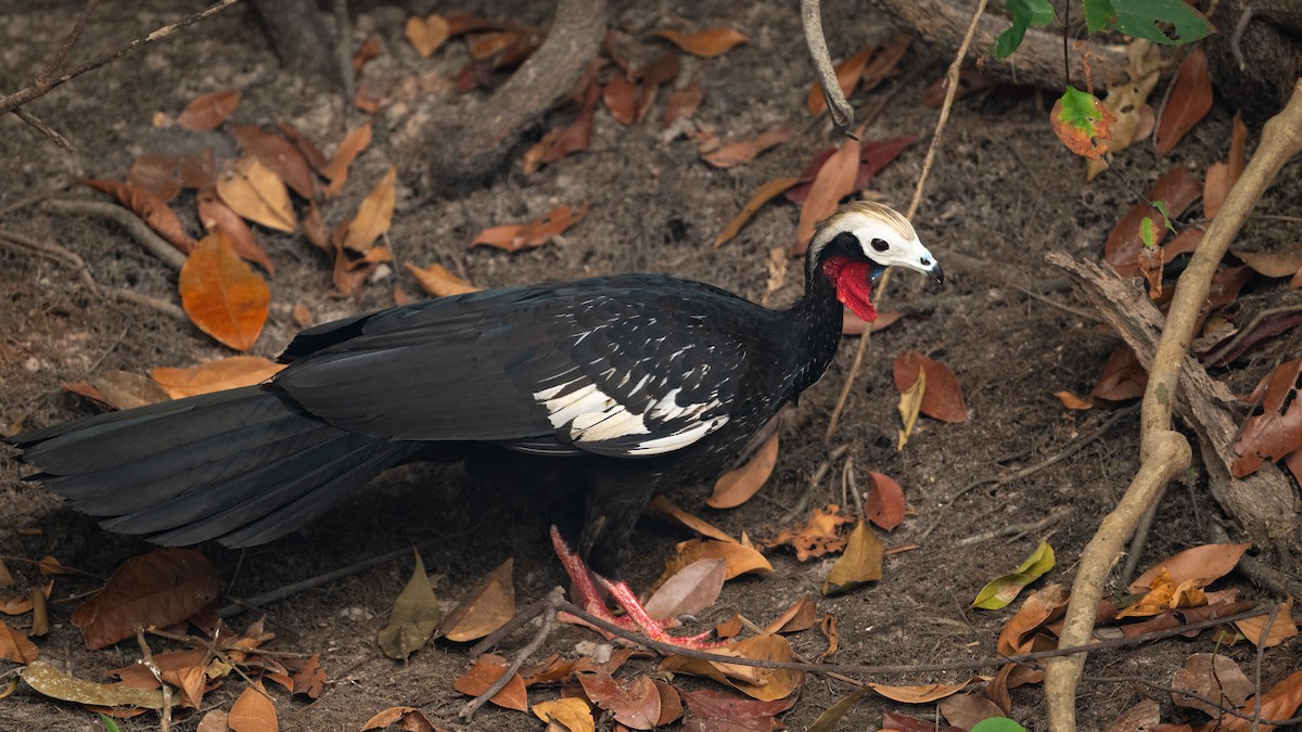 Red-throated Piping-Guan (White-crested) - ML626600229