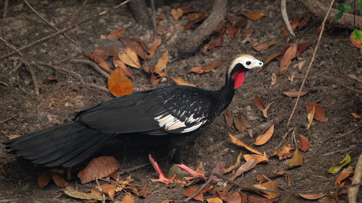 Red-throated Piping-Guan (White-crested) - ML626600230
