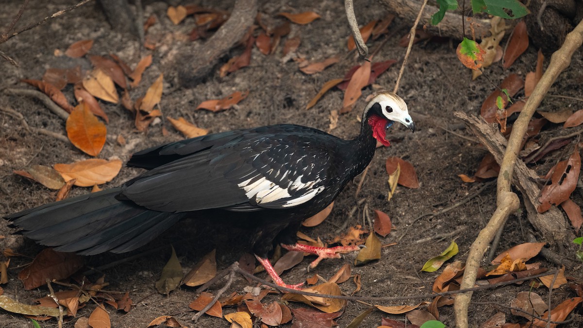Red-throated Piping-Guan (White-crested) - ML626600231