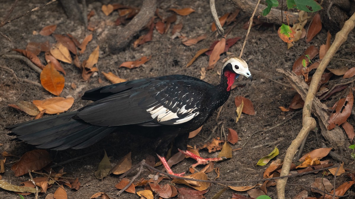 Red-throated Piping-Guan (White-crested) - ML626600232