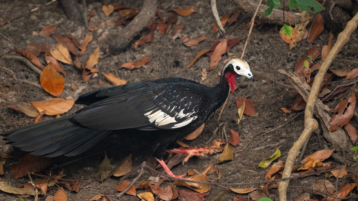 Red-throated Piping-Guan (White-crested) - ML626600233