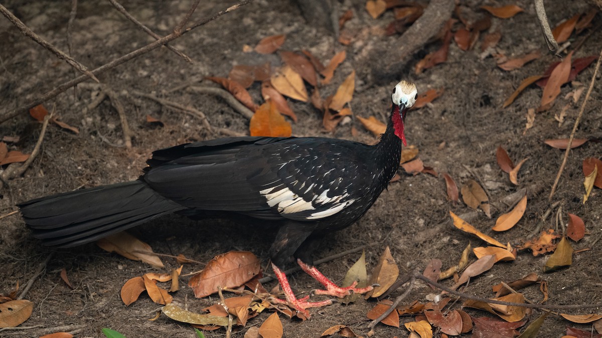 Red-throated Piping-Guan (White-crested) - ML626600234