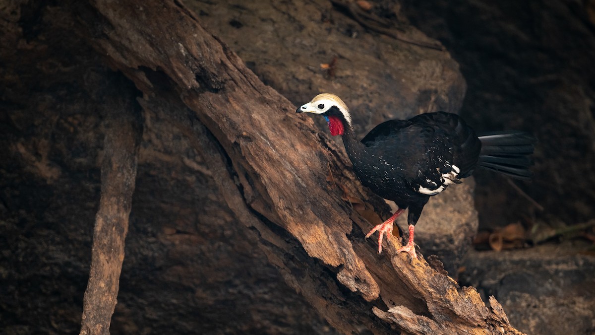 Red-throated Piping-Guan (White-crested) - ML626600235