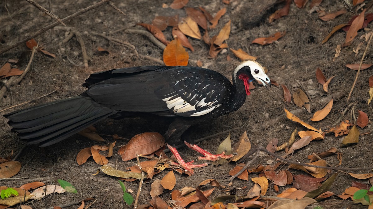 Red-throated Piping-Guan (White-crested) - ML626600236