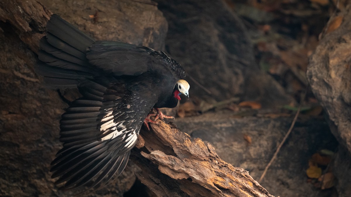 Red-throated Piping-Guan (White-crested) - ML626600237
