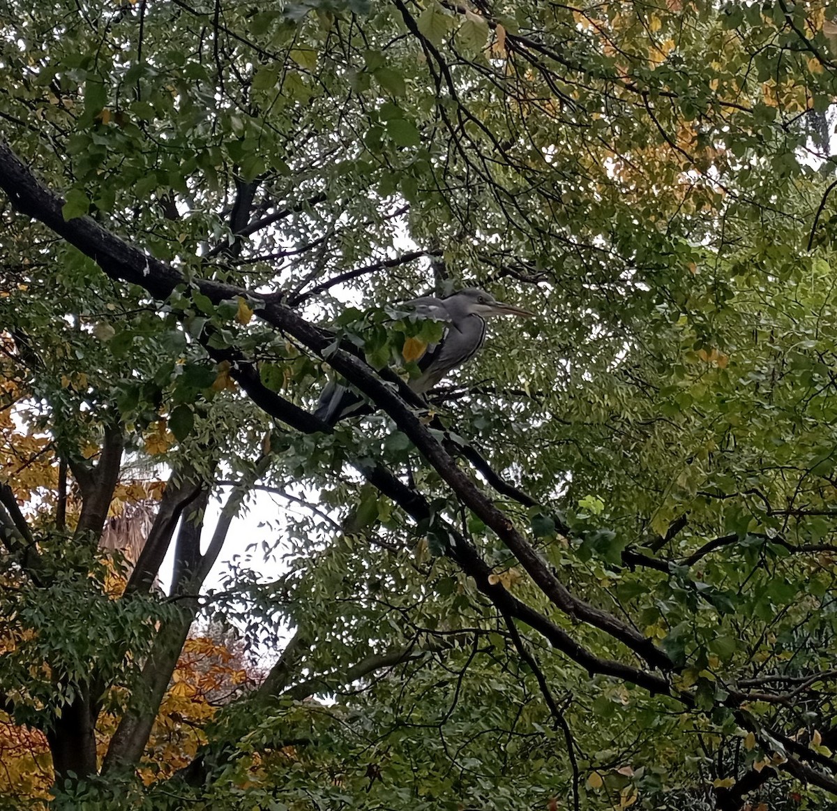 Gray Heron - ML626600309