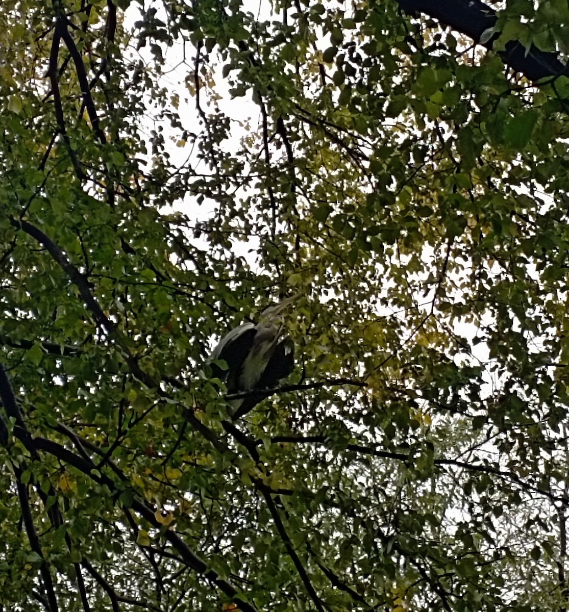 Gray Heron - ML626600312