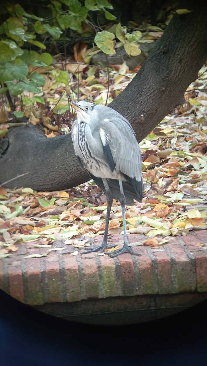 Gray Heron - ML626600344