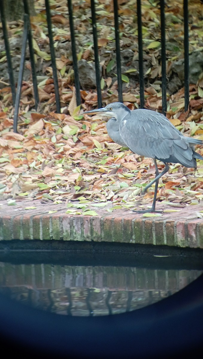 Gray Heron - ML626600349
