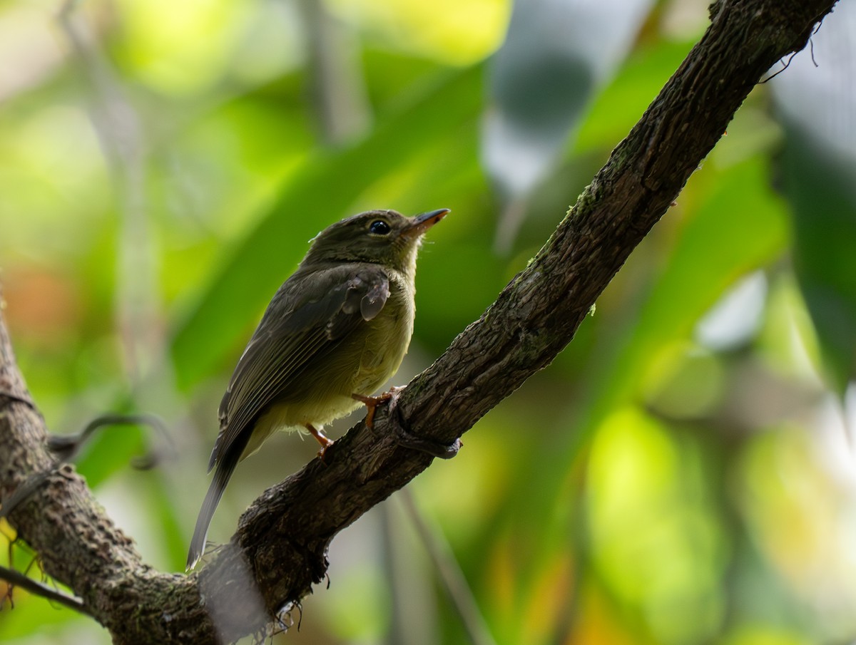 Olive Flyrobin - ML626600350