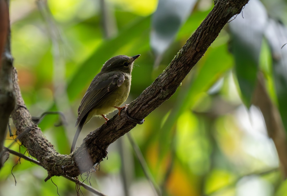 Olive Flyrobin - ML626600353