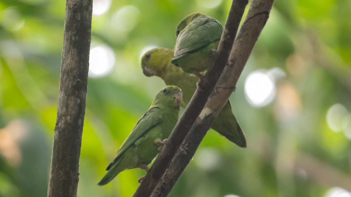 Dusky-billed Parrotlet - ML626600369