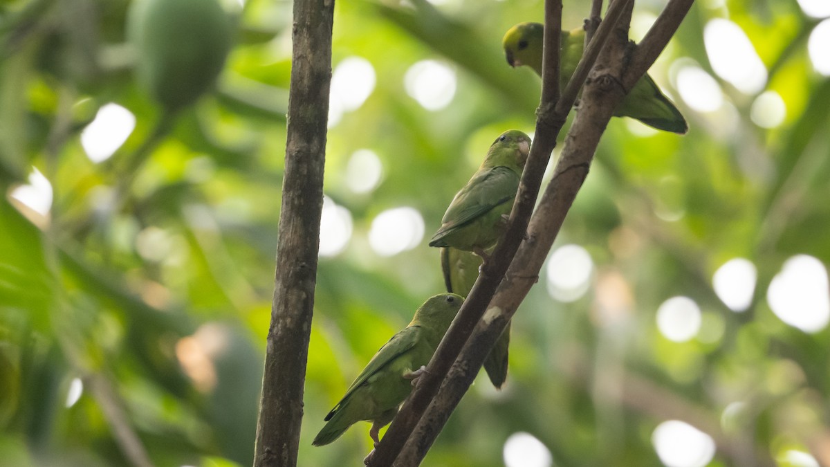 Dusky-billed Parrotlet - ML626600370