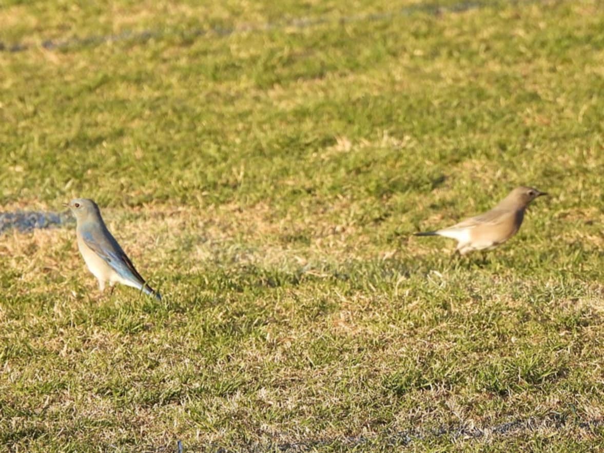 Mountain Bluebird - ML626600374