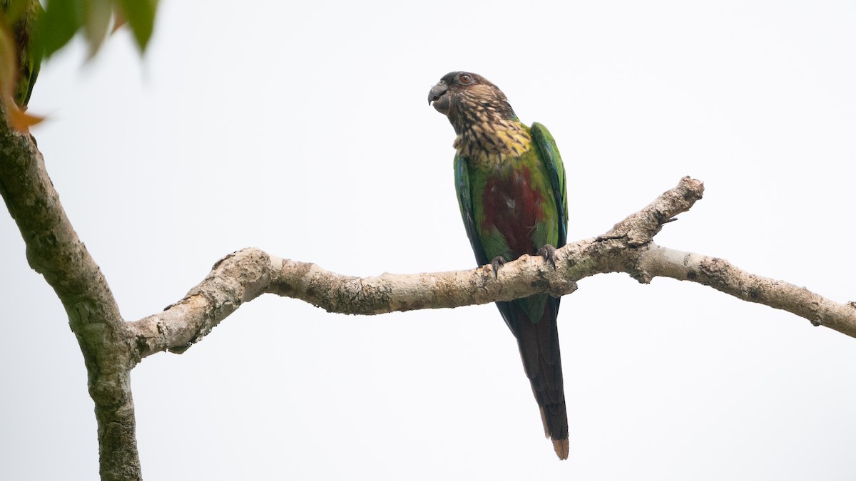 Santarem Parakeet (Madeira) - ML626600375