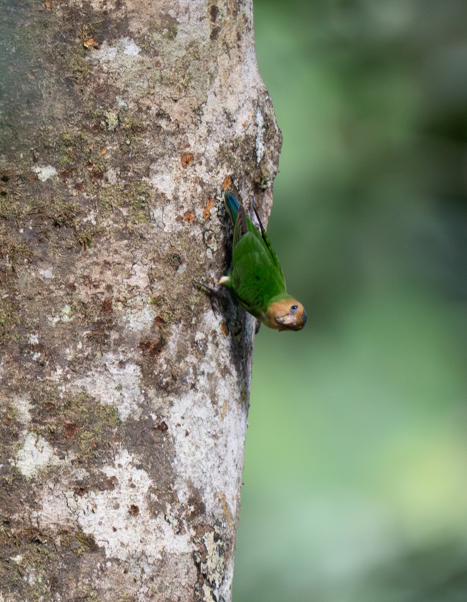 Buff-faced Pygmy-Parrot - ML626600376