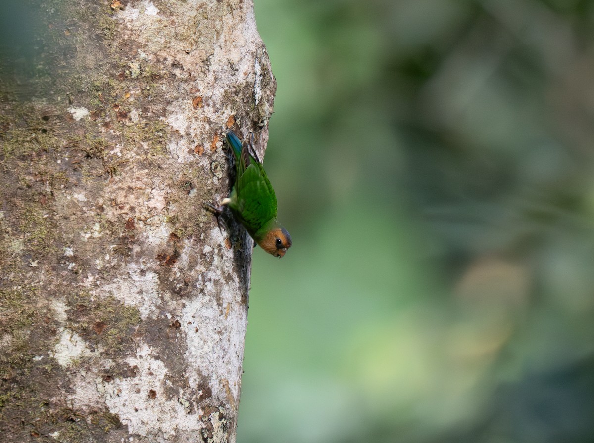 Buff-faced Pygmy-Parrot - ML626600377