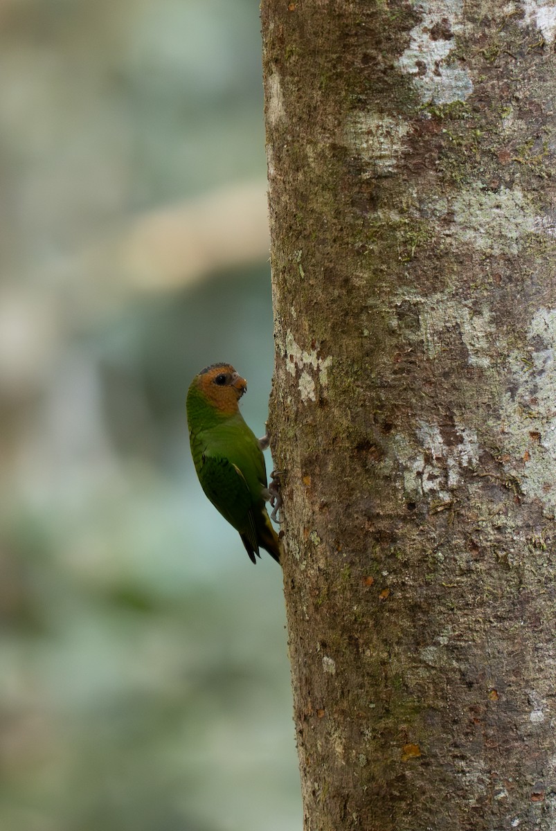 Buff-faced Pygmy-Parrot - ML626600381