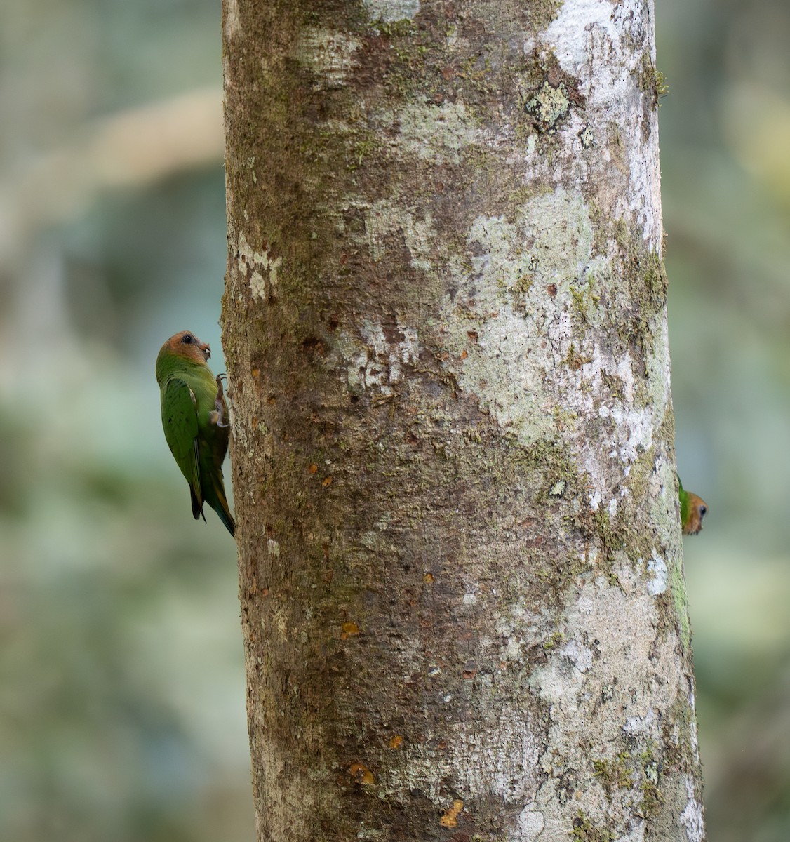 Buff-faced Pygmy-Parrot - ML626600383