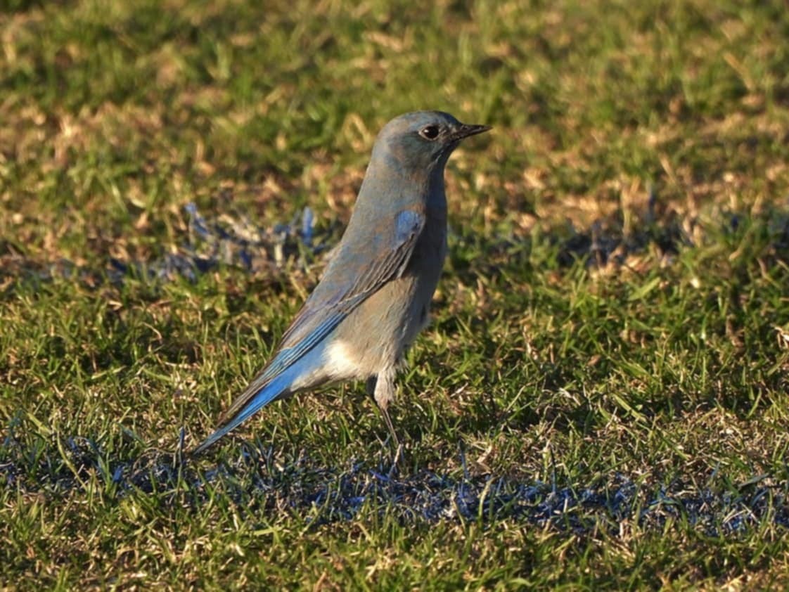 Mountain Bluebird - ML626600385