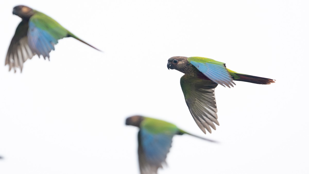 Santarem Parakeet (Madeira) - ML626600386